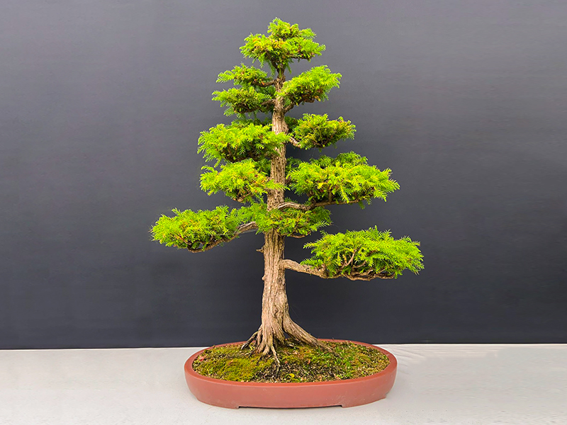 Japanese Cedar (Cryptomeria japonica)
