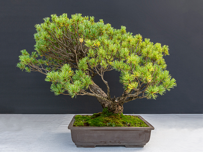 Japanese White Pine (Pinus Parviflora)