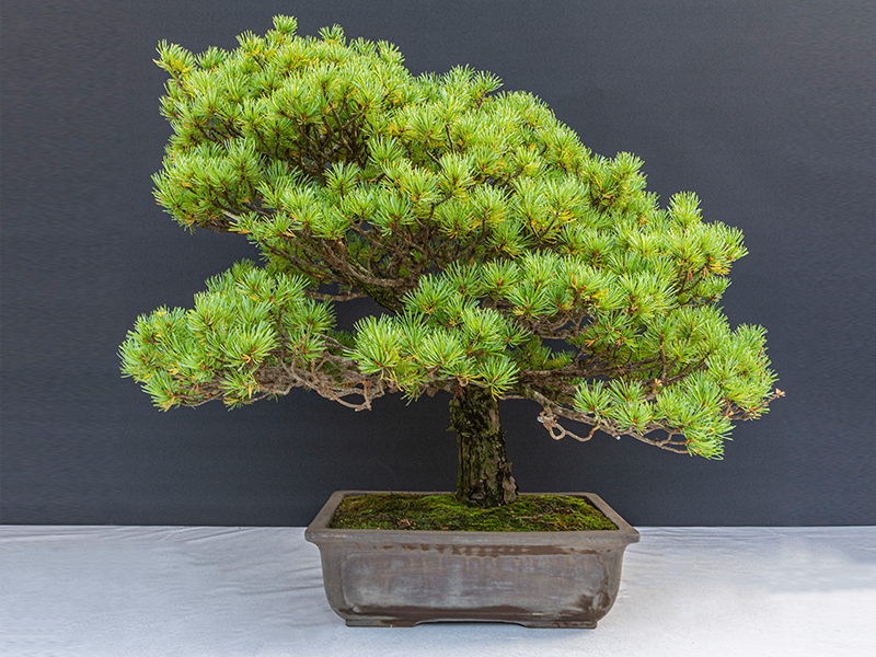 Japanese White Pine (Pinus Parviflora)