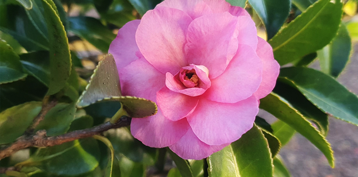 Camellia (Camellia hiemlis) flowers throughout the winter months (January 2023)