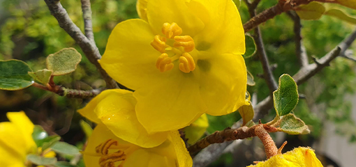 Fremontodendron