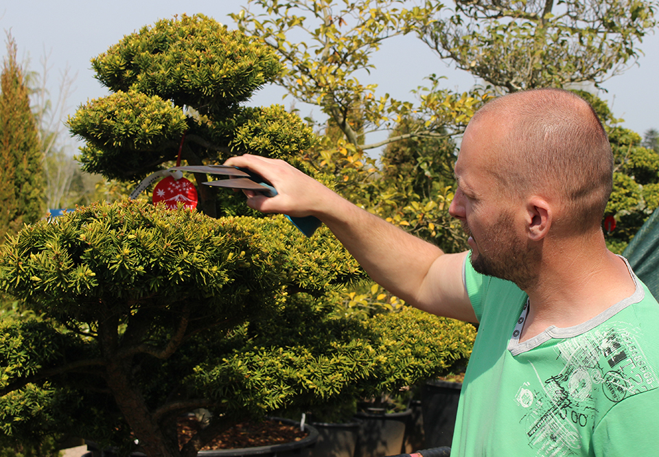 David tending to a Japanese Yew (Taxus cuspidata) at our Nursery