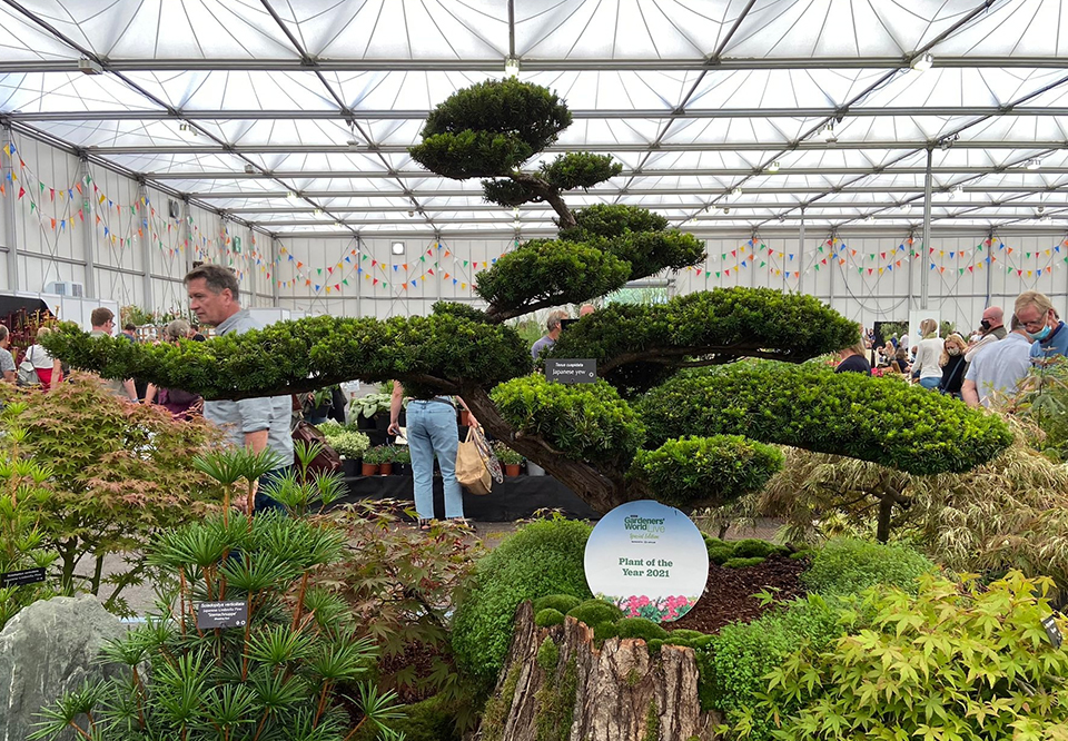 Japanese Yew Niwaki wins BBC Gardeners World Live Plant of the Year 2021