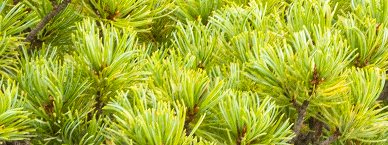 Japanese White Pine (Pinus parviflora)