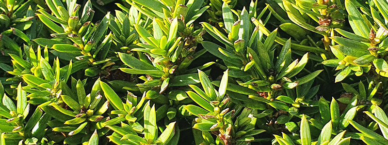 Japanese Yew (Taxus cuspidata)