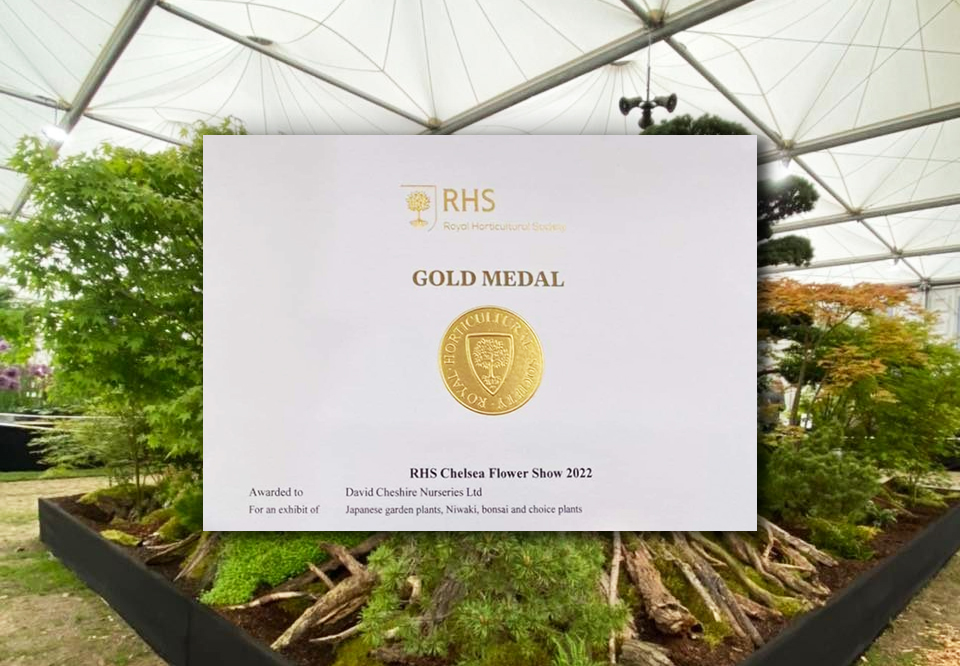 David Cheshire Nurseries win Gold at RHS Chelsea Flower Show 2022